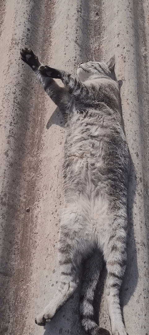 屋根の上でお昼寝をしている猫。ポカポカの陽気で気持ちいいのか、ヘソ天で眠るこの子はすっかりリラックスしているみたいです