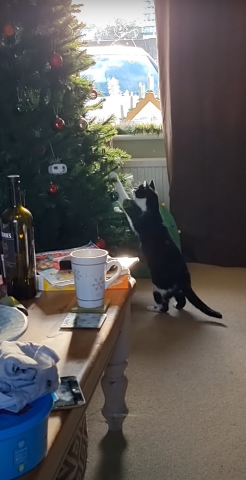 なぜかクリスマスツリーの中から猫のオモチャが出てくる。一体何で？と確認したところ・・、はしゃいでいる猫の姿が撮れました！！