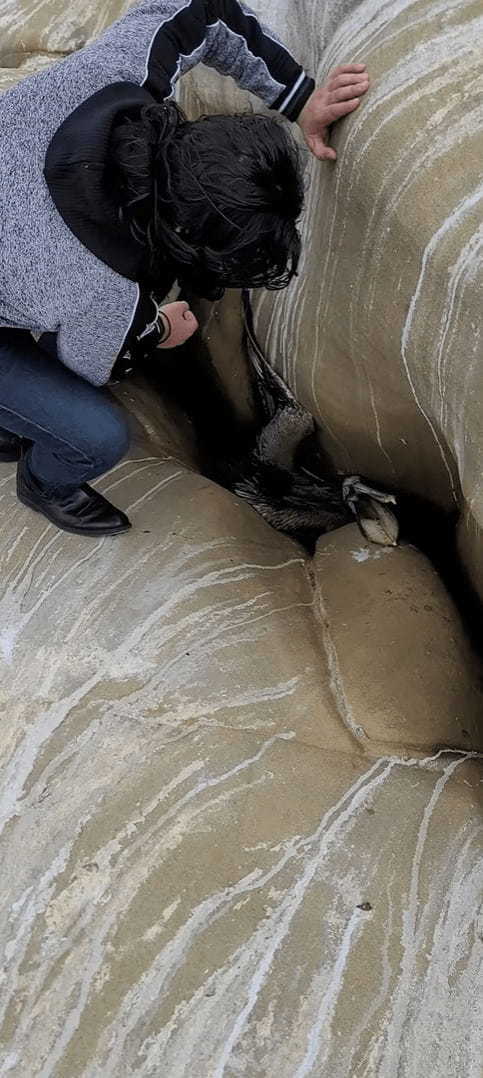 海岸の岩の隙間を覗き込む男性。そこにはまさに今助けが必要な『ある生き物』ががいました！！