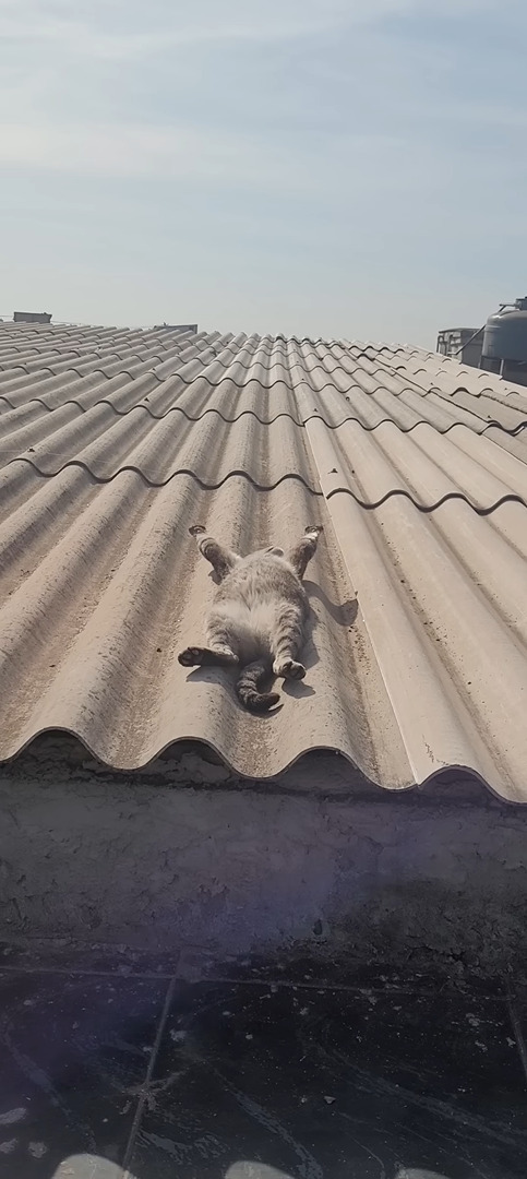 屋根の上でお昼寝をしている猫。ポカポカの陽気で気持ちいいのか、ヘソ天で眠るこの子はすっかりリラックスしているみたいです