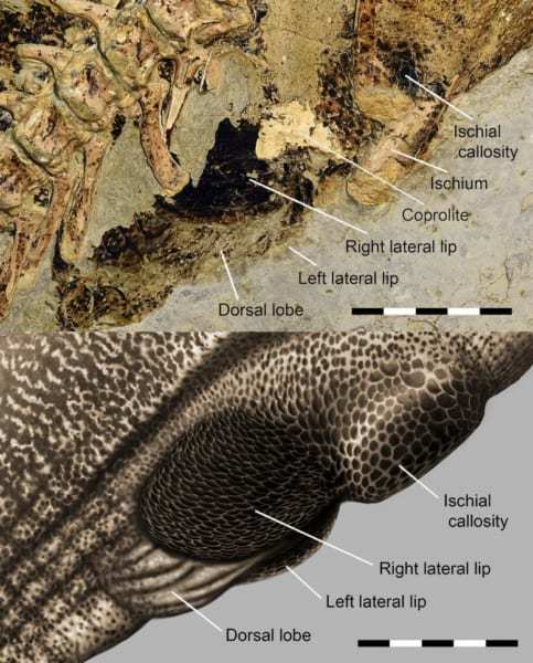 恐竜の「お尻の穴」の最も詳細な復元に成功！ 現生のワニや鳥とよく似ていた