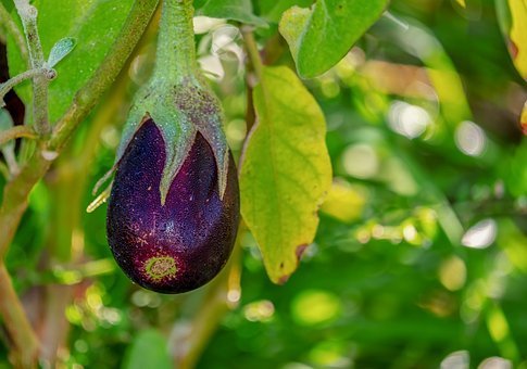 ナス科の野菜は実は身近にたくさんある！主な野菜とおすすめレシピをご紹介！