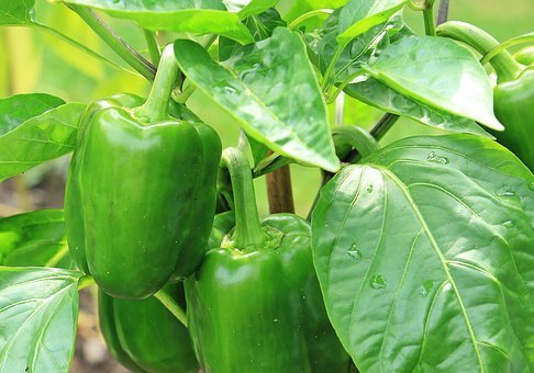 ナス科の野菜は実は身近にたくさんある！主な野菜とおすすめレシピをご紹介！