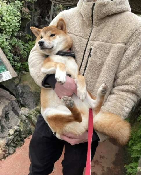 飼い主の抱っこが大好きな柴犬さん　お散歩時も歩くより抱っこを催促