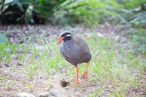 【連載】沖縄北部のおすすめ観光スポット！幻の鳥に出会えるチャンスも