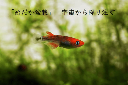 “めだか盆栽”が宇宙へ?!『めだかやドットコム』がクラファン開始!