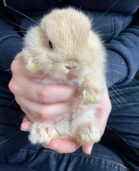 まるで天使……手の中に収まる生後1か月の赤ちゃんうさぎが尊すぎる