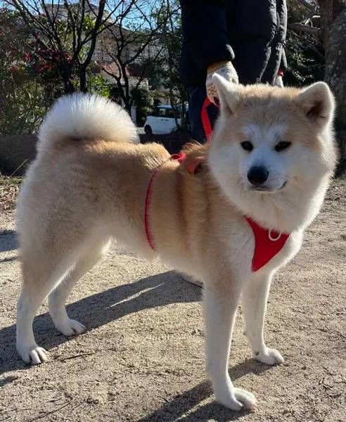 行かないで……物悲しそうな顔で飼い主をチラ見する秋田犬