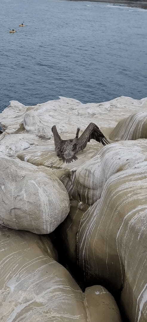 海岸の岩の隙間を覗き込む男性。そこにはまさに今助けが必要な『ある生き物』ががいました！！