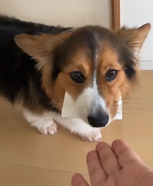 「どうしよう……」　心の中で天使と悪魔が戦っている愛犬の表情が可愛すぎる