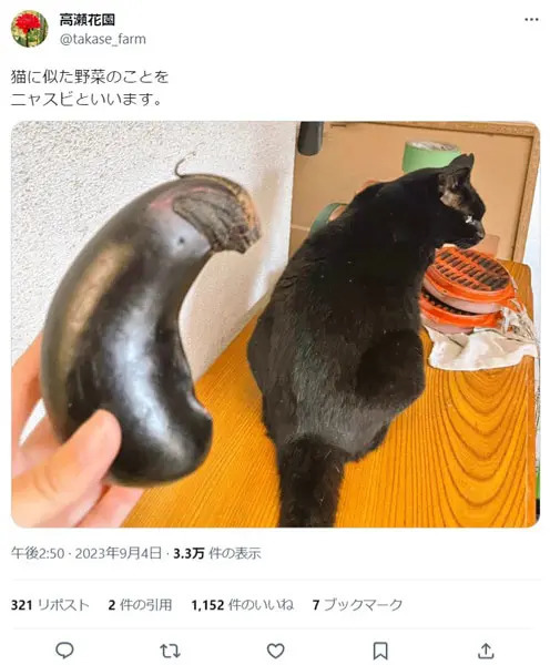 黒猫そっくりの「ニャスビ」　角度やフォルムまで瓜二つ