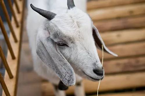 ヤギをペットとして飼いたい！飼い方や性格、値段、寿命などまとめてご紹介！