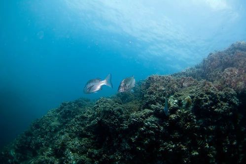 チヌを狙え！ウキなしダンゴ釣りの道具と方法とは？釣果アップのポイントはこれだ！