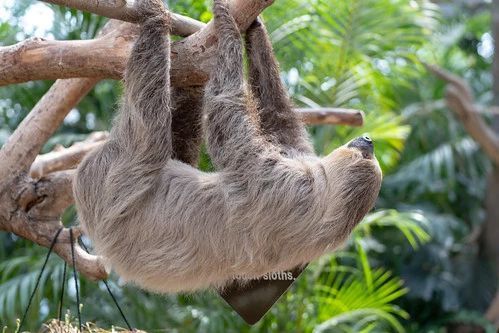 ナマケモノをペットにしたい！飼い方から性格、値段など気になる情報を総まとめ！