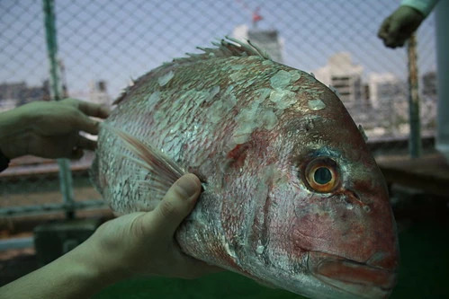 鯛の捌き方・基本ガイド。3枚おろしのコツや初心者が注意したいポイントも徹底解説！