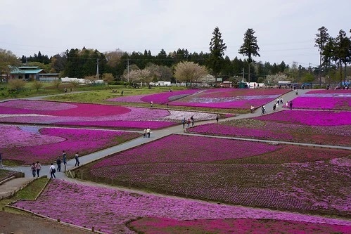 秩父の人気パワースポット、三峰神社の見どころを紹介！樹齢800年のご神木は必見！