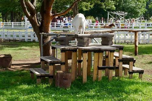 ヤギをペットとして飼いたい！飼い方や性格、値段、寿命などまとめてご紹介！