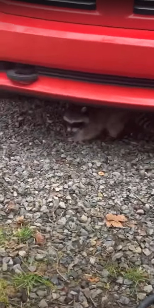 驚かせたくて待機してたの？車の下を覗き込んだら・・『ある動物』が「バアっ！！」とばかりに飛び出てきました！！