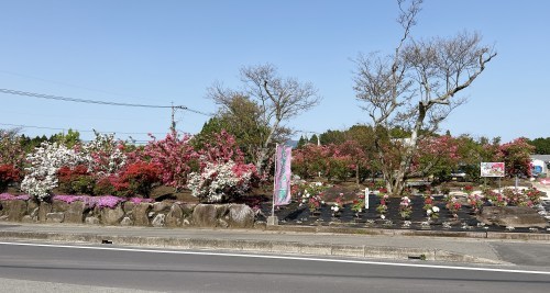 【菊池郡大津町】今が満開！大津つつじ園がいろんな意味でボリュームがすごかった！