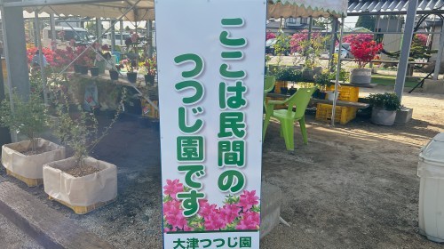 【菊池郡大津町】今が満開！大津つつじ園がいろんな意味でボリュームがすごかった！