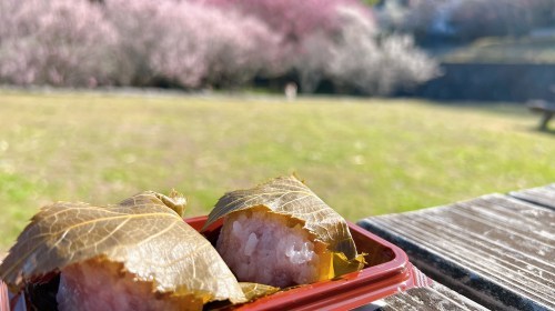 【熊本市西区】梅の花が見頃!島崎の百梅園で春の訪れと共に一足早くお花見してきた