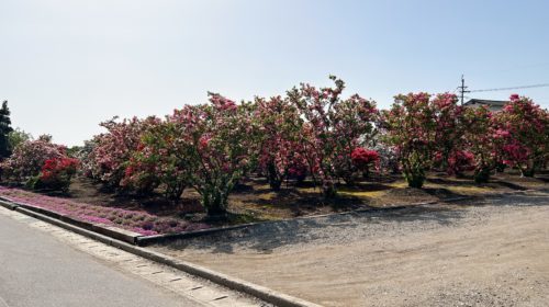 【菊池郡大津町】今が満開！大津つつじ園がいろんな意味でボリュームがすごかった！