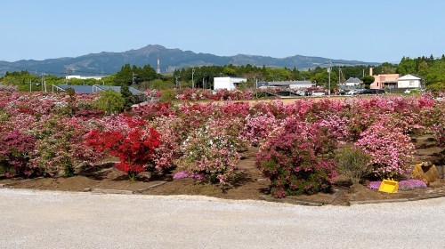 【菊池郡大津町】今が満開！大津つつじ園がいろんな意味でボリュームがすごかった！