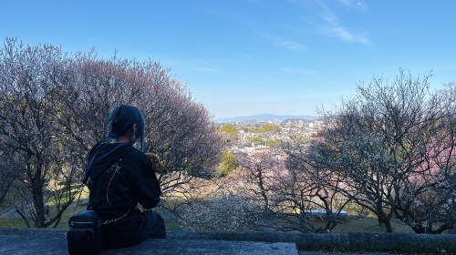 【熊本市西区】梅の花が見頃！島崎の百梅園で春の訪れと共に一足早くお花見してきた