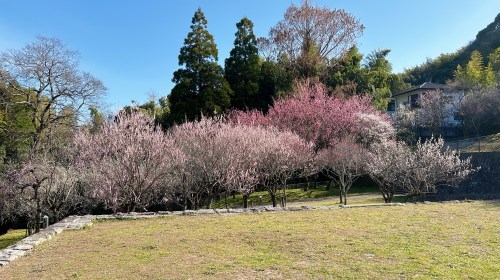 【熊本市西区】梅の花が見頃!島崎の百梅園で春の訪れと共に一足早くお花見してきた