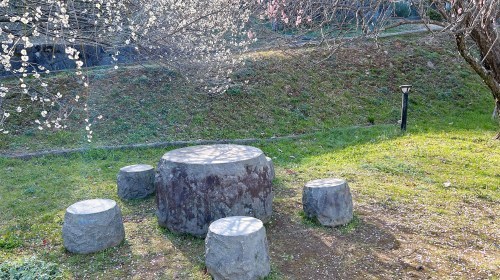 【熊本市西区】梅の花が見頃！島崎の百梅園で春の訪れと共に一足早くお花見してきた