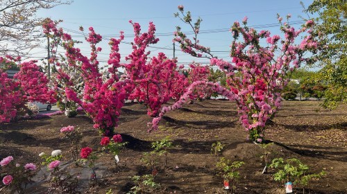 【菊池郡大津町】今が満開！大津つつじ園がいろんな意味でボリュームがすごかった！