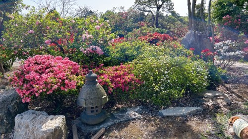 【菊池郡大津町】今が満開！大津つつじ園がいろんな意味でボリュームがすごかった！