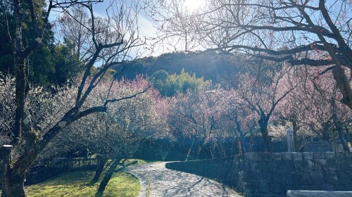 【熊本市西区】梅の花が見頃！島崎の百梅園で春の訪れと共に一足早くお花見してきた