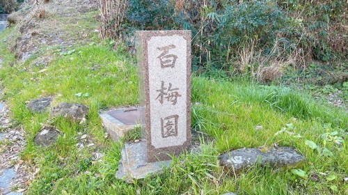 【熊本市西区】梅の花が見頃！島崎の百梅園で春の訪れと共に一足早くお花見してきた