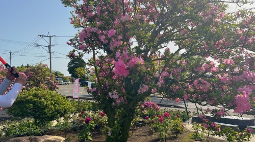 【菊池郡大津町】今が満開！大津つつじ園がいろんな意味でボリュームがすごかった！