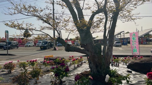 【菊池郡大津町】今が満開！大津つつじ園がいろんな意味でボリュームがすごかった！