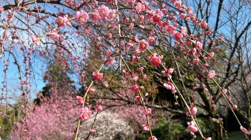 【熊本市西区】梅の花が見頃！島崎の百梅園で春の訪れと共に一足早くお花見してきた