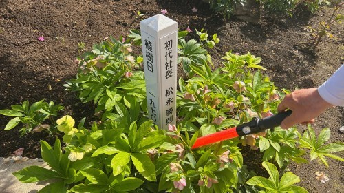 【菊池郡大津町】今が満開！大津つつじ園がいろんな意味でボリュームがすごかった！