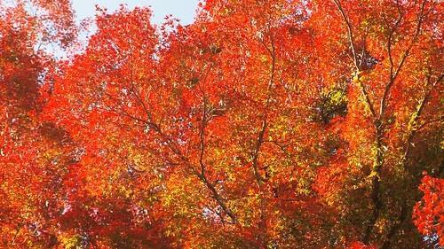 観光名所揃い、奈良公園の紅葉スポット&見どころを解説！帰りは鹿との記念写真を。