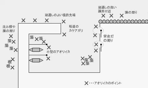 イカの釣り方特集！種類別に時期やコツなど、初心者向けまとめ！