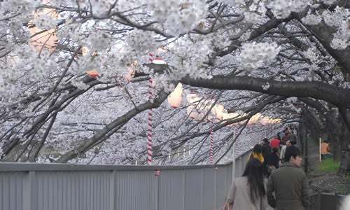 川沿いの桜を江戸風情溢れる和船で満喫「第19回 お江戸深川さくらまつり」3月18日から開催