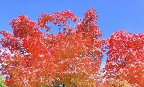 秋を満喫できる旅行スポットはどこ？ 「ならでは」の楽しみ方ができる！