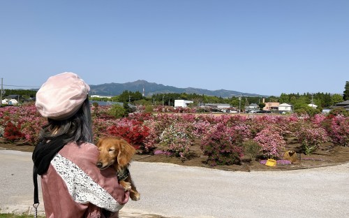 【菊池郡大津町】今が満開！大津つつじ園がいろんな意味でボリュームがすごかった！