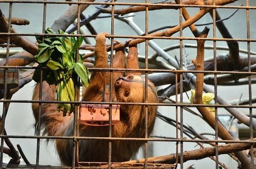 ナマケモノをペットにしたい！飼い方から性格、値段など気になる情報を総まとめ！