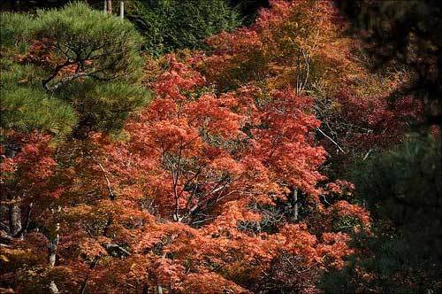 こだわりのお風呂とグルメを満喫しよう！栃木県のエリア別おすすめ温泉宿12選！