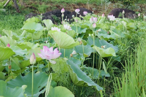 今、蓮が沢山咲いています！急いでハスっていきましょう！～熊本市北区高平　高平台校区坪井川遊水地花公園～