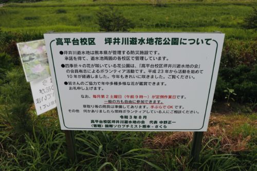 今、蓮が沢山咲いています！急いでハスっていきましょう！～熊本市北区高平　高平台校区坪井川遊水地花公園～