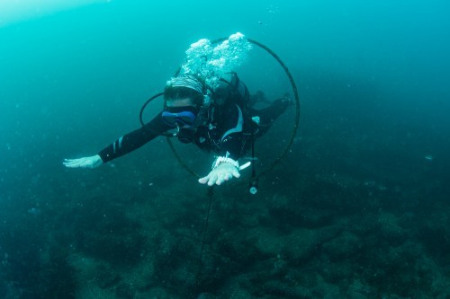 神奈川・江之浦のセルフダイビングコースの見どころ-充実のガイドロープとドラえもん-