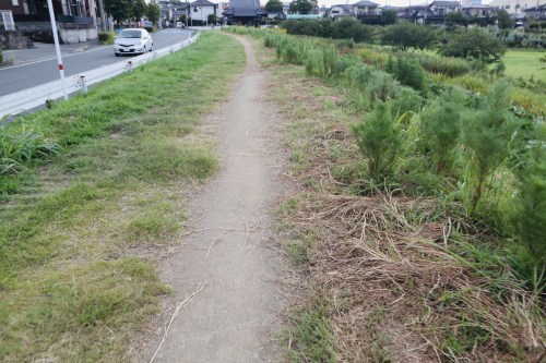 今、蓮が沢山咲いています！急いでハスっていきましょう！～熊本市北区高平　高平台校区坪井川遊水地花公園～