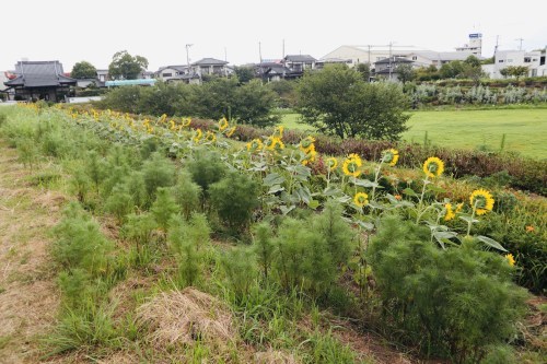 今、蓮が沢山咲いています！急いでハスっていきましょう！～熊本市北区高平　高平台校区坪井川遊水地花公園～